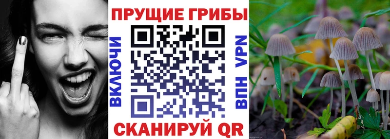 Псилоцибиновые грибы ЛСД  mega вход  Сычёвка  купить закладку 